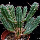 Euphorbia mammillaris P1120705.JPG